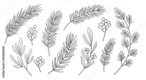 Hand-drawn collection of various evergreen branches and winter foliage elements.