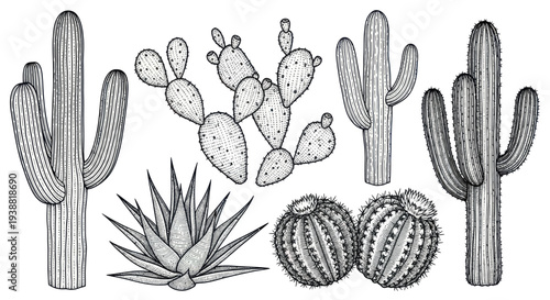 Hand-drawn collection of various desert cacti and succulents.