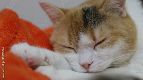 熟睡する三毛猫