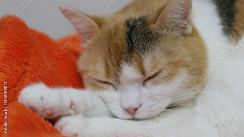 可愛い三毛猫の寝顔