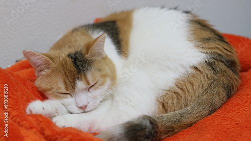 眠る三毛猫
