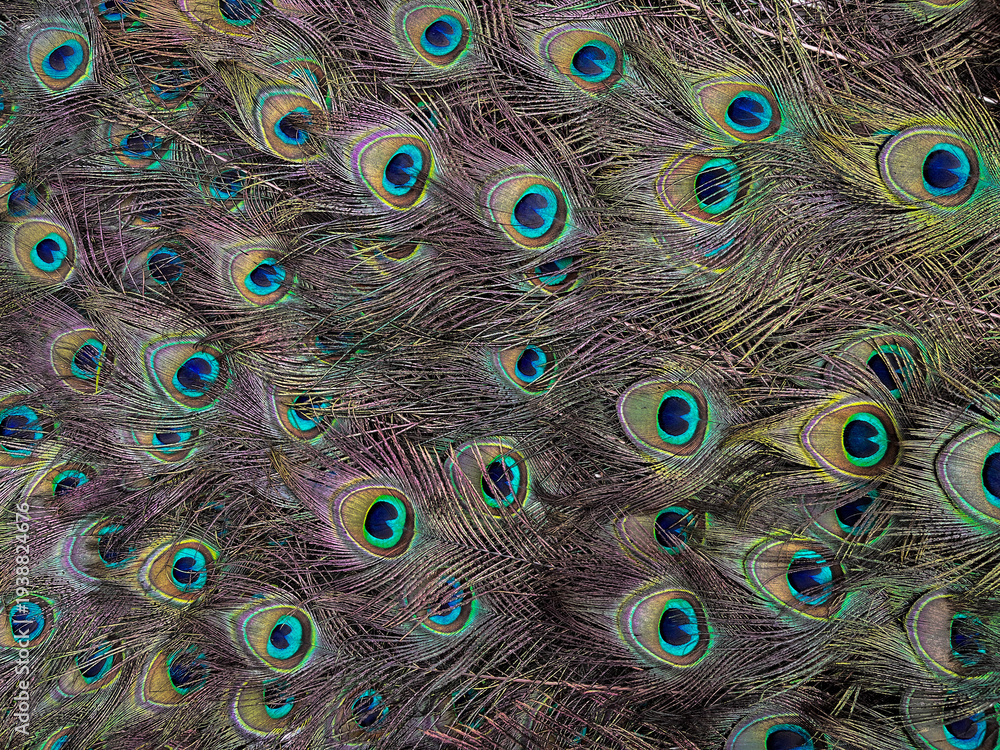 Obraz premium peacock feather background
