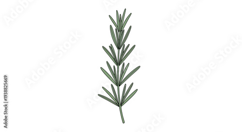 Sprig of Rosemary Herb Plant.