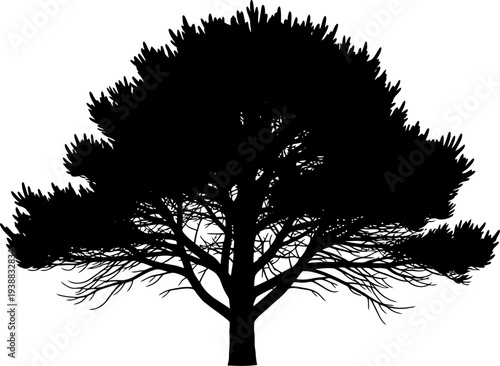 Broadleaf deciduous tree silhouette showing intricate branch details