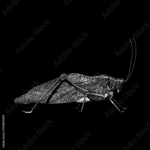 Hand-drawn vector illustration of a katydid (bush cricket) in vintage engraving style, showing realistic texture, long antennae, and leaf-like wings. 