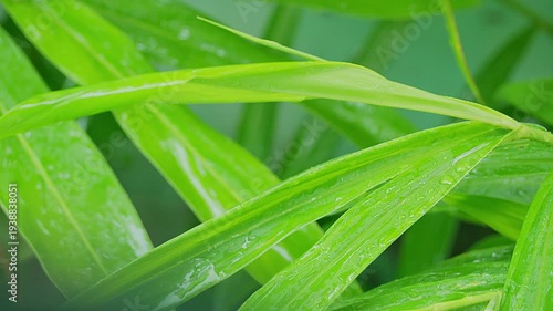 Green leaf with rain drop water nature in forest, natural growth plant wet dew foliage, calm environment ecosystem background.