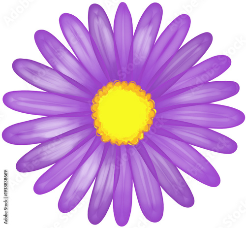aster