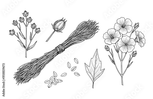Flax plant botanical vector collection with flowers seeds leaf and fiber bundle