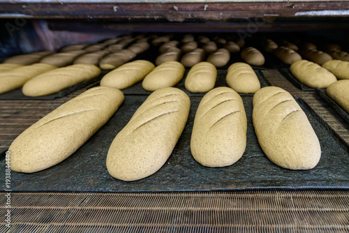 Dough loaves prepared for baking in a high-capacity bakery plant setting
