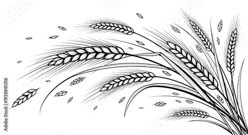 Black and white illustration of wheat stalks and grains.