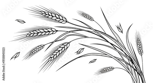Black and white illustration of wheat stalks and grains.