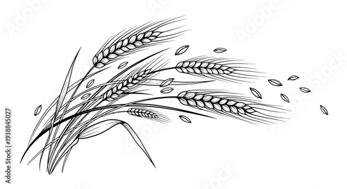 Black and white illustration of wheat stalks with grains and seeds.