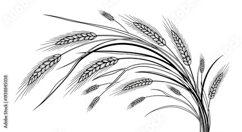 Black and white illustration of wheat stalks on white background.