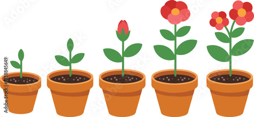 Vector illustration showing stages of flower plant growth from seedling to blooming blossom in clay pots for educational science biology lessons