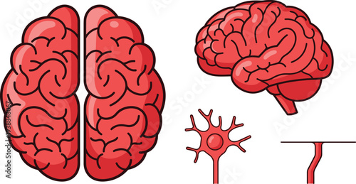 Human Brain Anatomy with Neuron and Blood Vessel Medical Science Vector Illustration