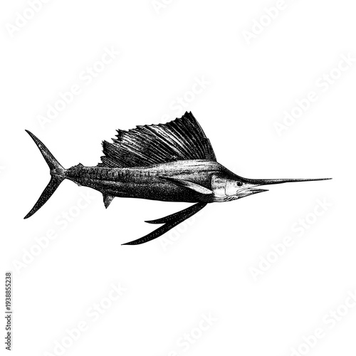 Hand-drawn sailfish illustration in vintage engraving style, featuring the iconic long bill and large dorsal sail fin. Black and white vector line art ideal for marine, fishing, nautical, etc.