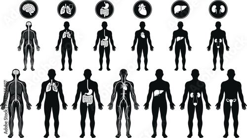 Large collection of black human anatomy silhouettes, internal organ systems and medical icons set isolated on white background for health and science design
