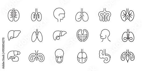 Human Internal Organs Line Art Collection. Minimalist Medical Anatomy Icons for Health and Biology Illustrations.