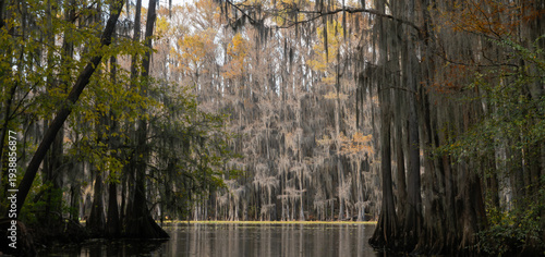 Vászonkép Panorama of a Bayou Lined with Bald Cypress in Caddo Lake in the Autumn