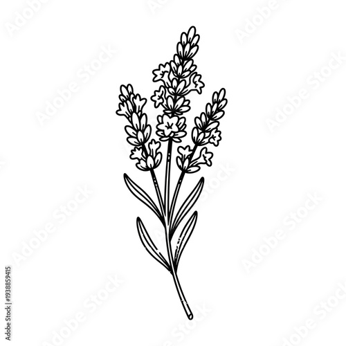 Lavender sprig illustration, black and white line drawing.