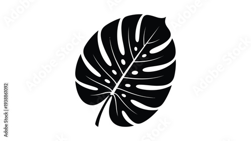 Detailed black monstera leaf illustration on white background for design use
