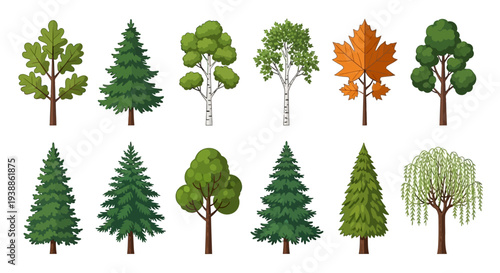 Set of Twelve Various Tree Icons and Illustrations Including Pine Oak Maple Birch and Weeping Willow for Nature Design Projects Isolated on White Background