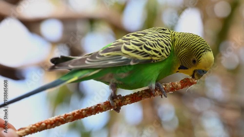 Vibrant green and yellow parrot perched outdoors
