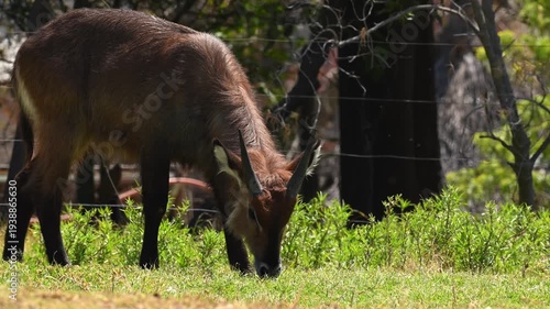 Young waterbuck (waterbuck) eating green grass
