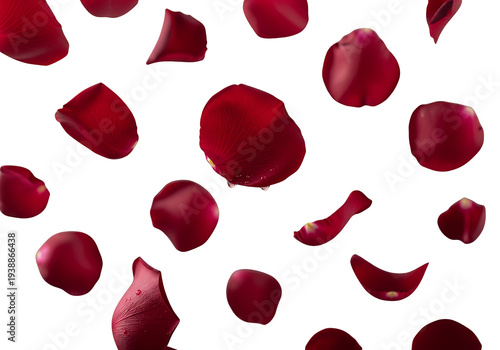 Red Rose Petals Isolated Tr...