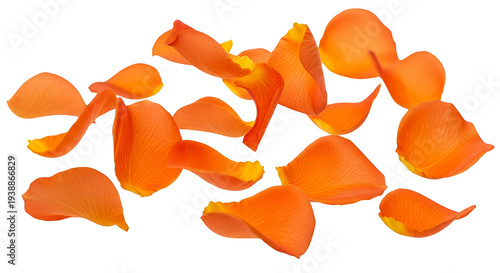 Scattered Orange Rose Petal...