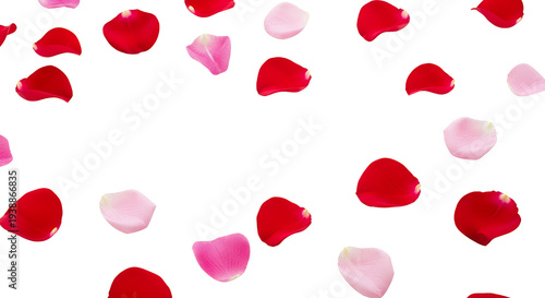 Scattered Red and Pink Rose...