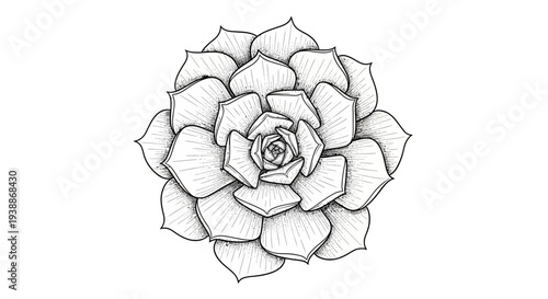 Succulent plant drawing, botanical illustration, black and white ink sketch