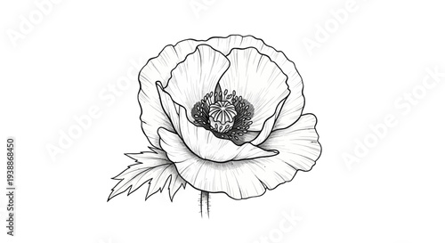 Black and White Poppy Drawing