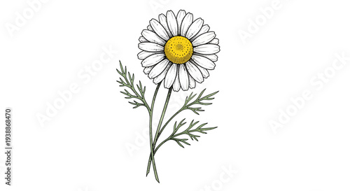 Chamomile flower illustration, white petals, yellow center, green leaves, isolated on white