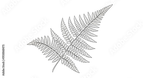 Delicate fern frond illustration on white background