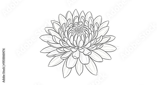 Chrysanthemum flower line drawing, white background, delicate petals, botanical illustration