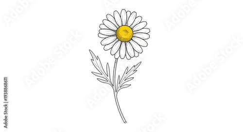 Hand-drawn daisy flower with yellow center and white petals on white background.