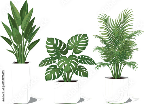 Modern indoor tropical houseplants collection in white pots, monstera, palm and banana plant decorative greenery vector illustration