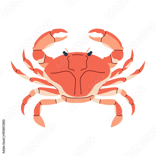 Crab flat vector illustration. Marine ocean crustacean. Fresh uncooked seafood. Ocean fauna delicacy. Seafood, healthy undersea shellfish. Flat vector illustration isolated on white background.EPS10