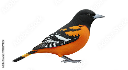 Baltimore Oriole Bird with Bright Orange and Black Plumage