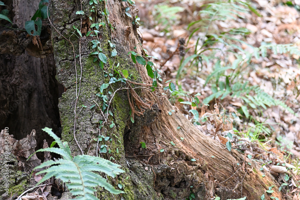 Obraz premium 苔や蔦に覆われた木の根と日本の森の自然美