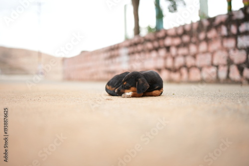 Canvas Print Adorable black and tan Dachshund puppy peacefully sleeps on rugged rocky terrain, eyes gently closed in blissful repose