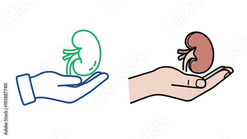 Kidney Comparison Illustration Representing Organ Donation Transplant and Medical Compatibility