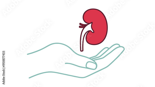 Kidney in Hand Illustration Representing Organ Health Nephrology and Medical Care