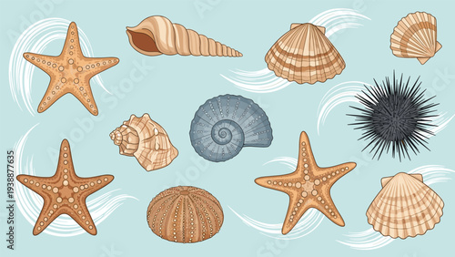Diverse collection of ocean elements including various seashells, starfish, and a sea urchin on a light blue background with wave motifs.