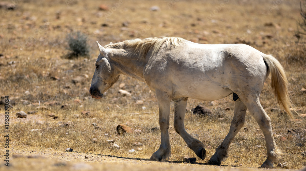 Obraz premium Solitary White Stallion in the Salt River Wild Horse Management Area near Mesa Arizona United States