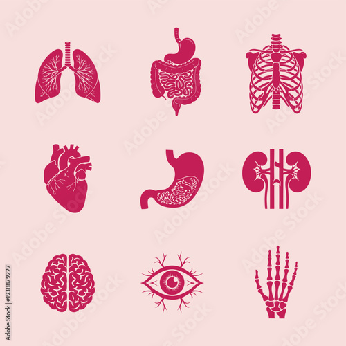 Stylized illustration of human internal organs and skeletal structures including lungs, heart, brain, and digestive system.