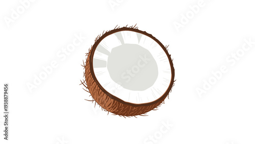 Detailed vector illustration of a single coconut half showing the white flesh and brown outer shell.
