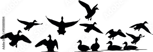 Silhouette of ducks in flight and at rest on a plain white background