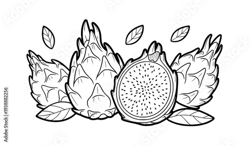 Dragon fruit coloring page for kids simple tropical fruit outline vector illustration